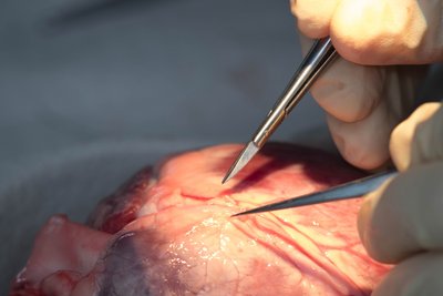 Detailansicht Fleisch Chirurgische Arbeit